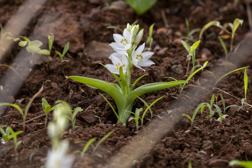 Musli (Chlorophytum tuberosum)