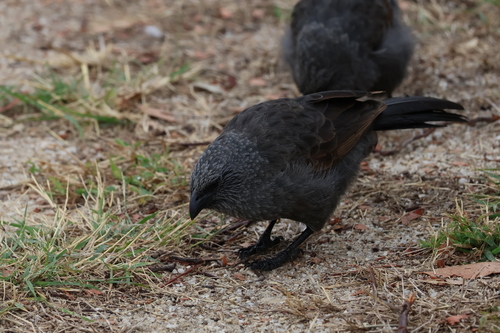 Apostlebird