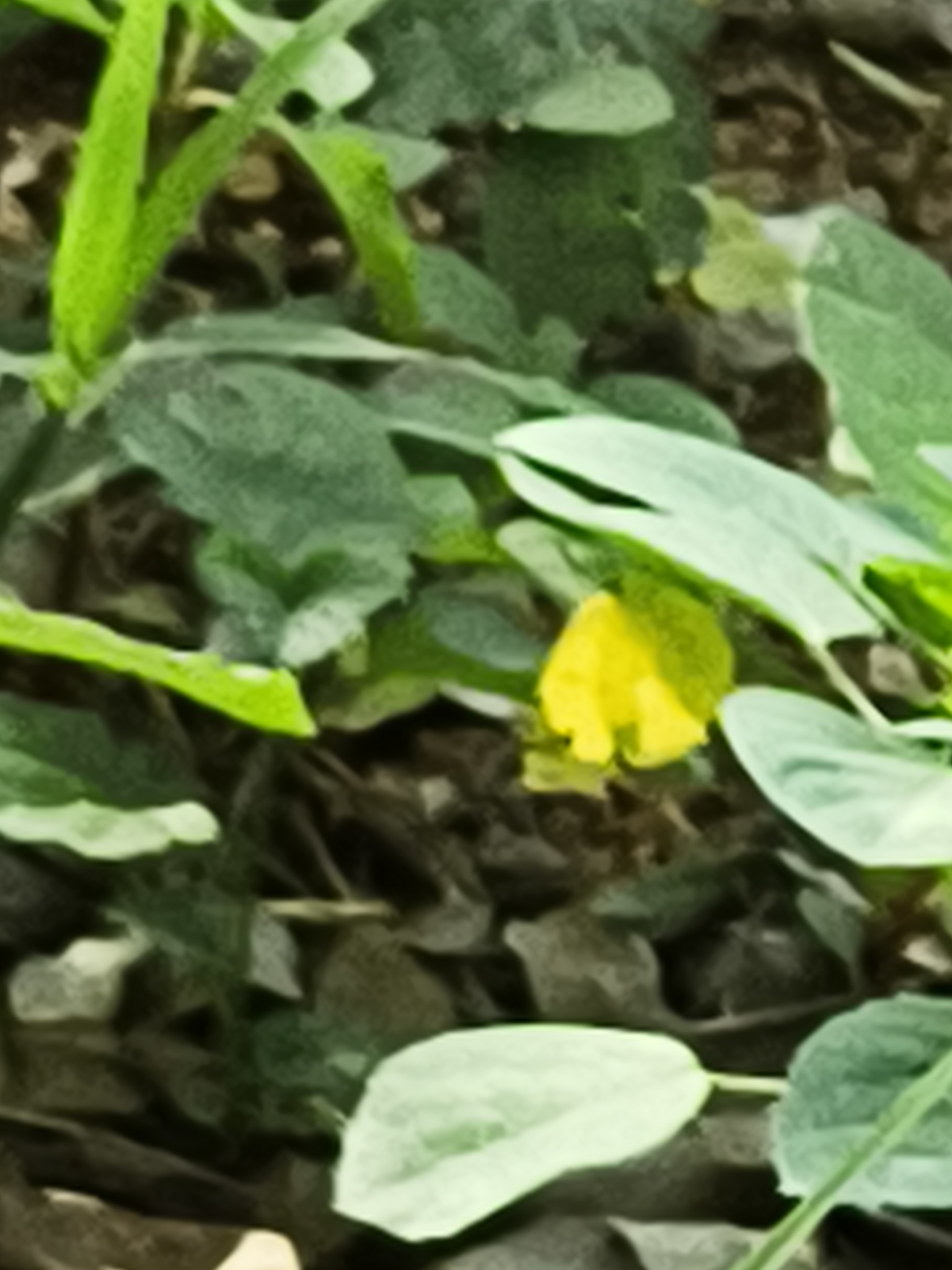 Common Grass Yellow