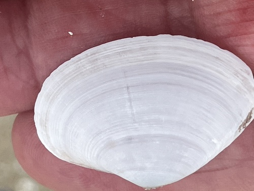 Mactra californica, 2025-06-05