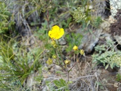 Potentilla pimpinelloides