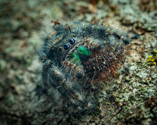 Bold Jumping Spider photographed in Iowa