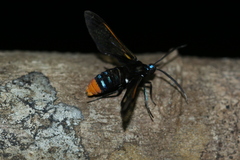 Gymnelia