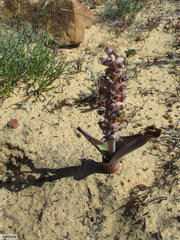 Lachenalia membranacea