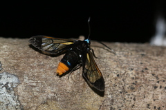Gymnelia