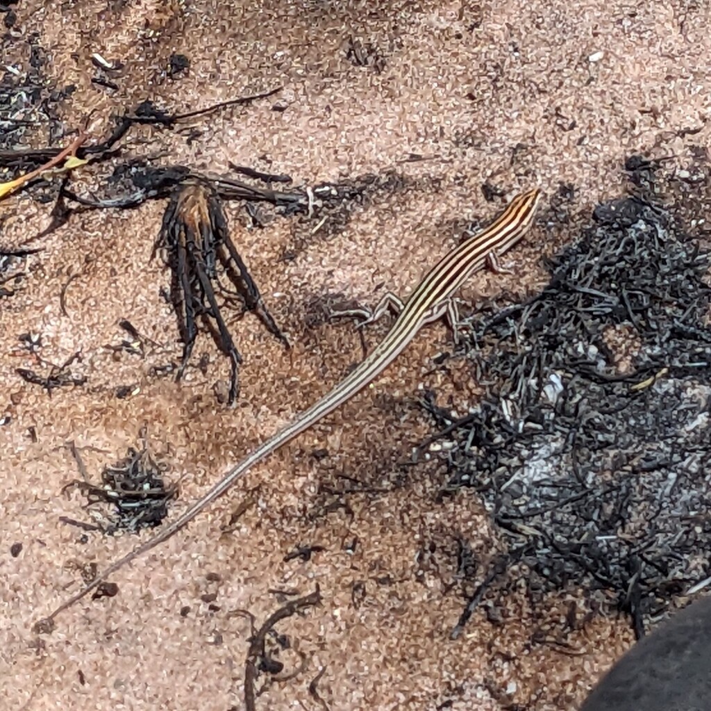 Stripe-Headed Finesnout Ctenotus