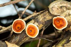 Polyporales