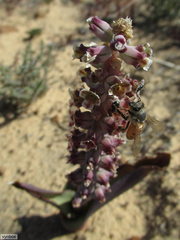 Lachenalia membranacea
