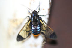 Gymnelia