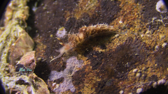 Facelina annulicornis image
