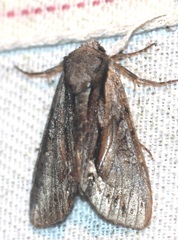 Lacinipolia sareta