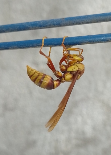 Executioner Paper Wasp (Polistes carnifex)