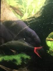 Epalzeorhynchos bicolor