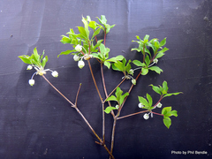 Enkianthus
