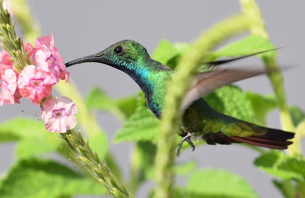 Green-breasted Mango