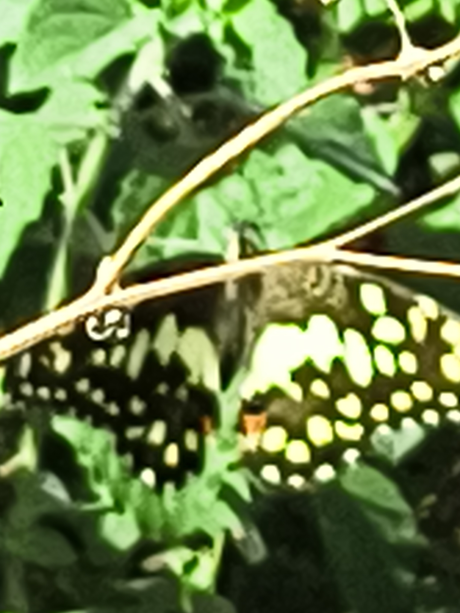 Lime Swallowtail