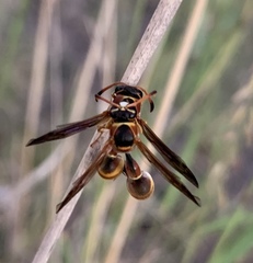 Eumenes americanus