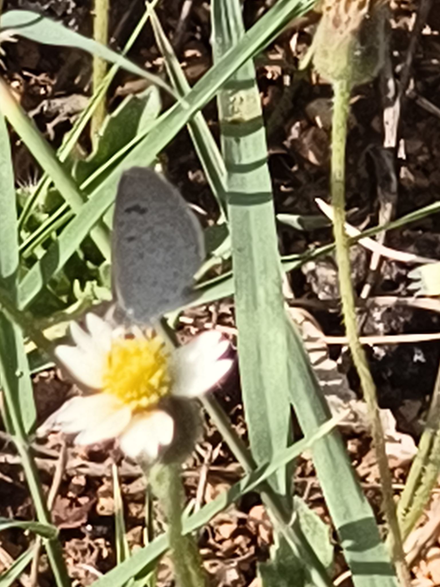 Dark Grass Blue