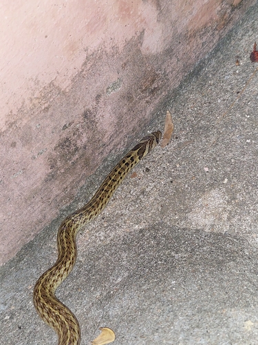 Theobald's Kukri Snake