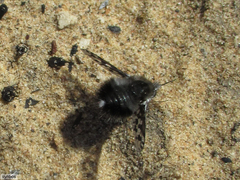 Australoechus megaspilus