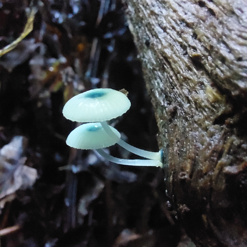 Mycena interrupta · May 2025 · photo: © danielchapman (iNaturalist, cc0)