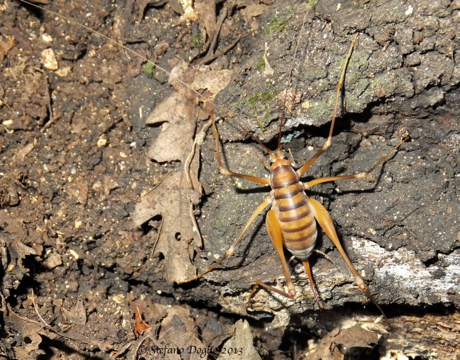 Bended Cave-cricket