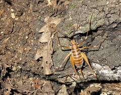 Dolichopoda geniculata