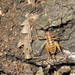 Bended Cave-Cricket - Photo (c) Stefano Doglio, some rights reserved (CC BY-NC), uploaded by Stefano Doglio
