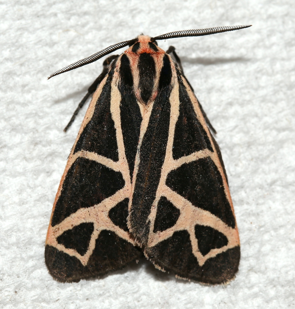 Phyllira Tiger Moth