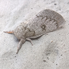 Syssphinx heiligbrodti