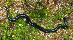Eulalia