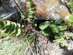 Potentilla pimpinelloides
