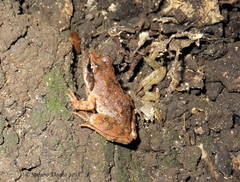 Rana italica