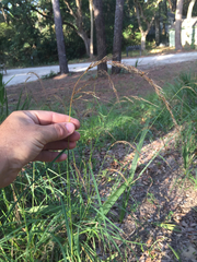 Sorghastrum elliottii