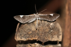 Macrosoma heliconiaria