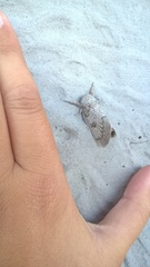 Syssphinx heiligbrodti