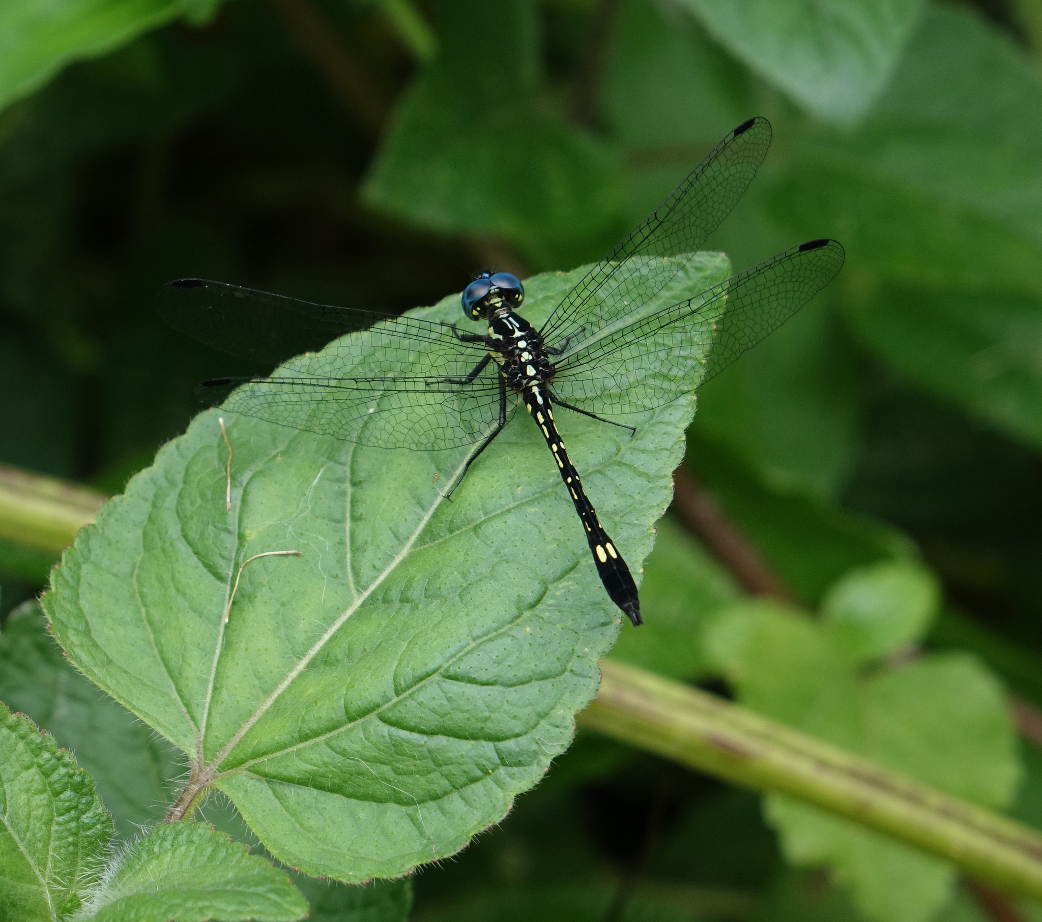 Blue Hawklet