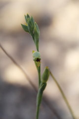 Calochilus herbaceus