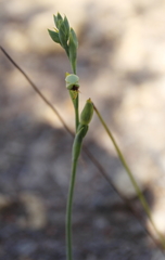 Calochilus herbaceus