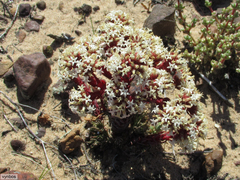Crassula alpestris