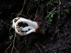 Blumenavia angolensis