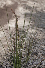 Schoenus brevifolius