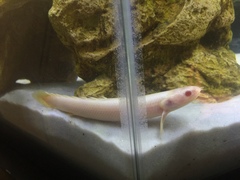 Gray Bichir photo 5