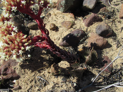 Crassula alpestris