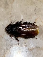 Panesthiinae