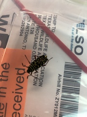 Placosternus crinicornis