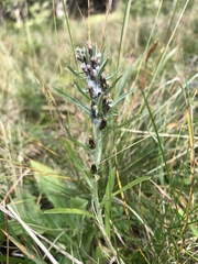 Omalotheca sylvatica