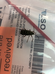 Placosternus crinicornis