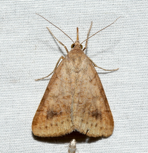 Vetch Looper Moth photo 4