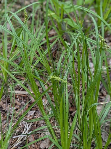 Carex arnellii (Carex arnellii)
